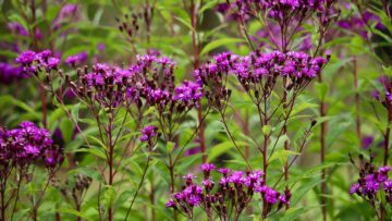vernonia-gigantea-9009183_1280