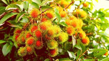 rambutan-4973882_640