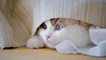 cat-9749782_1280