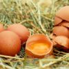 couleur-eggs-1510449_640
