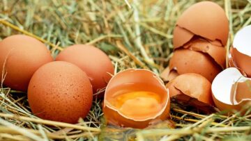 couleur-eggs-1510449_640