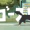 tayori – ゴースト